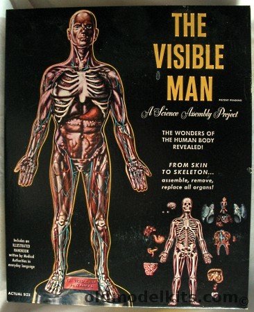 Renwal 1/5 The Visible Man, 800-498 plastic model kit